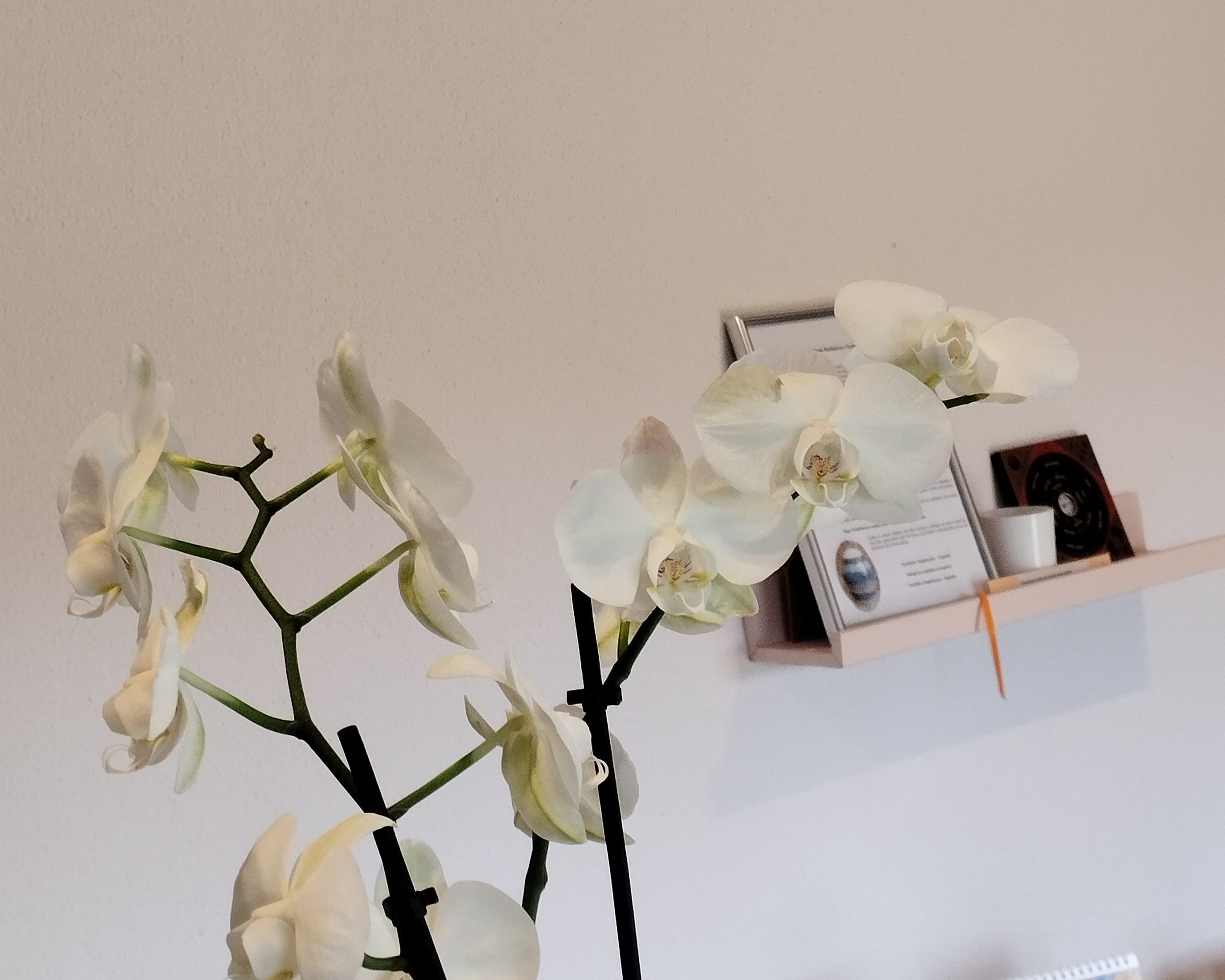 atelier 4